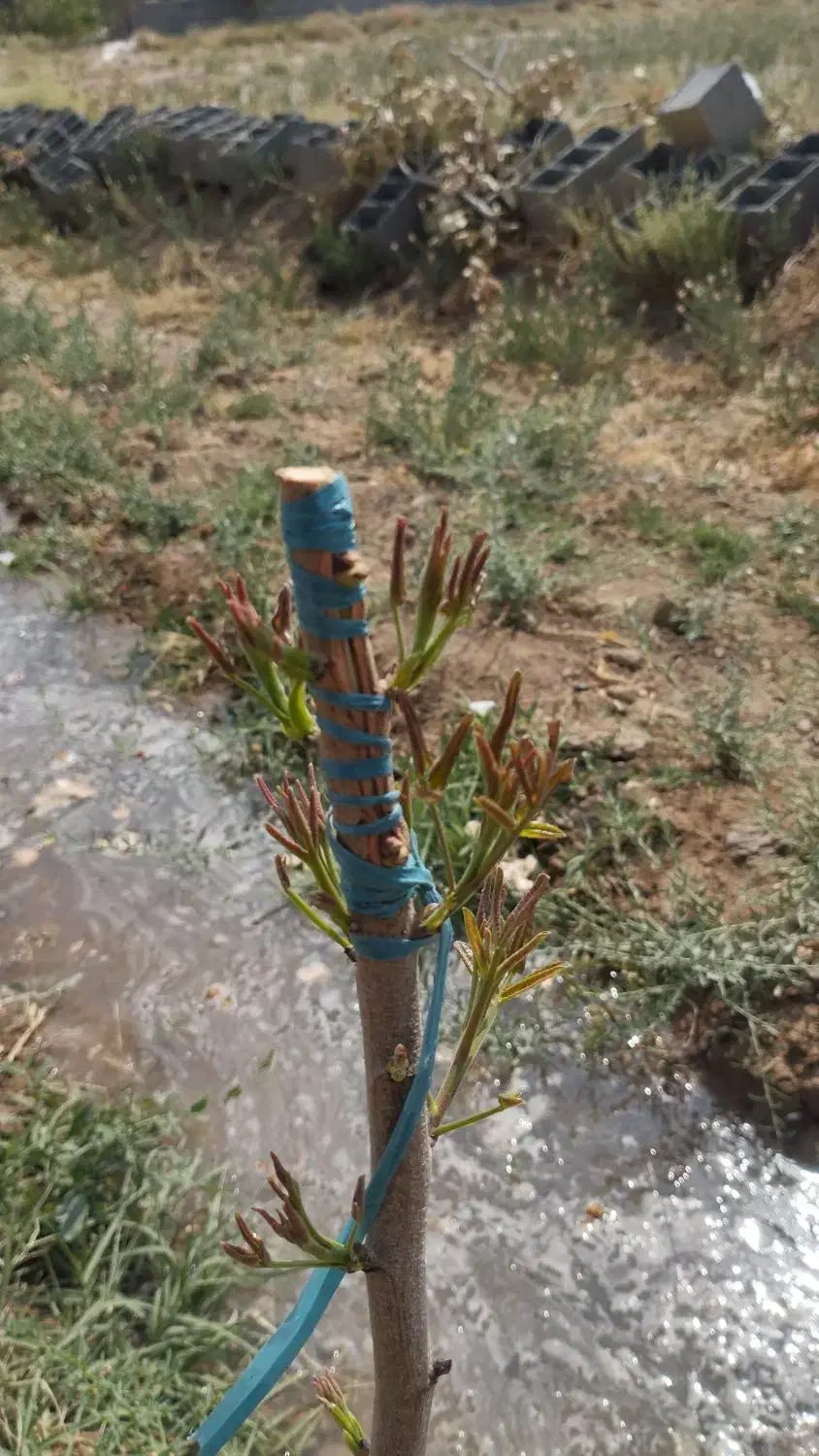 باغ با مجوز دیوار،فنس،سند تکبرگ|فروش دفتر صنعتی، کشاورزی، تجاری|اصفهان, قهاب جنوبی|دیوار