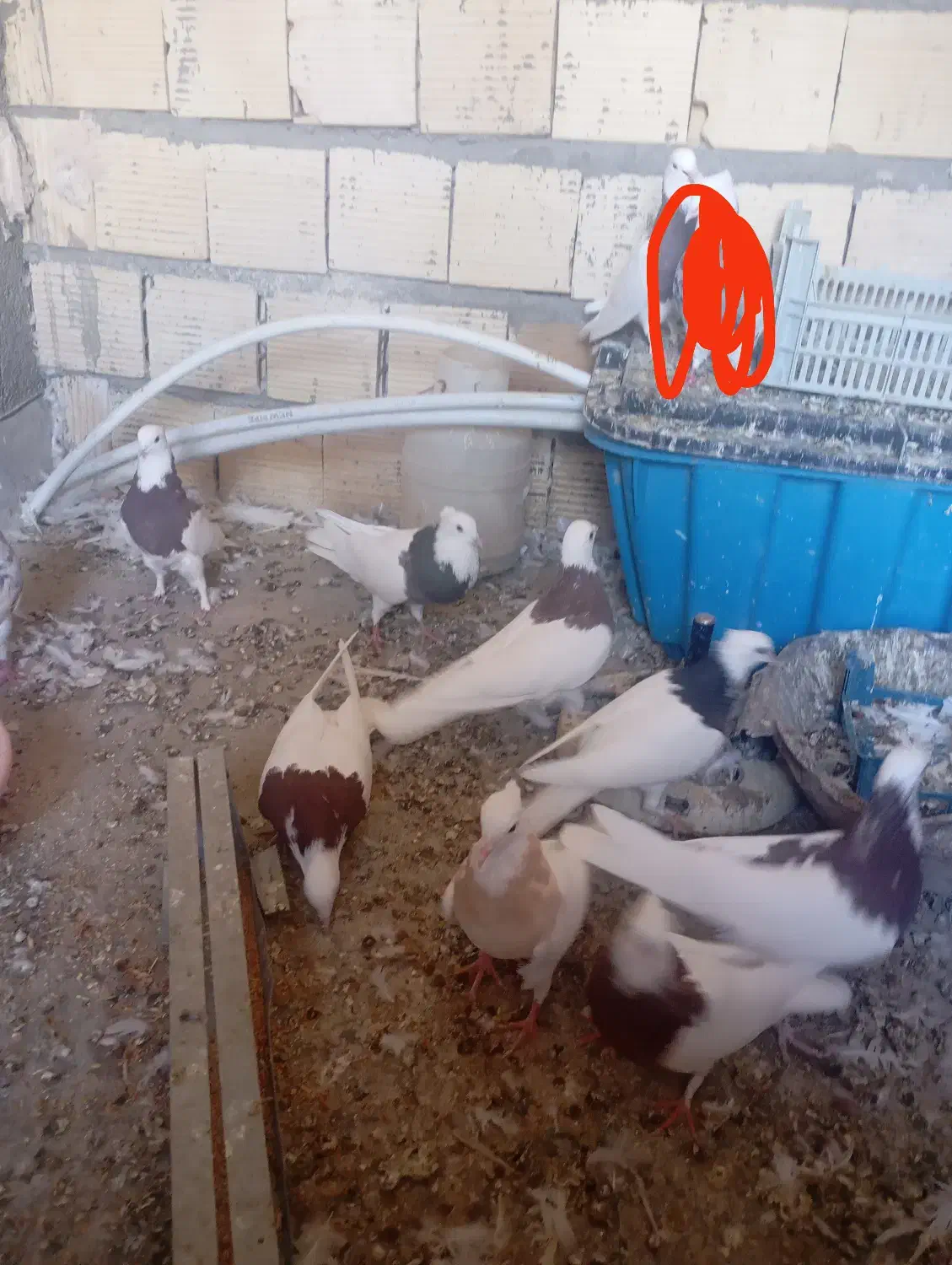 طوقی|پرنده|تربتحیدریه, آسایش|دیوار