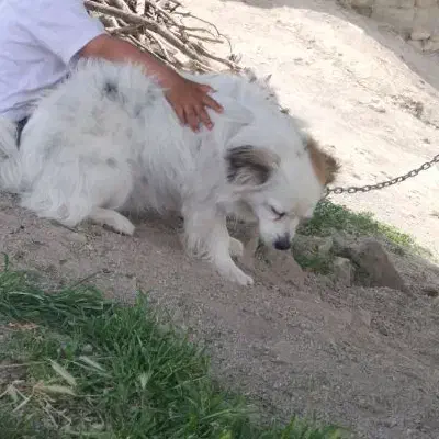 سگ پاپی گمشده در اردل|حیوانات|اردل, |دیوار