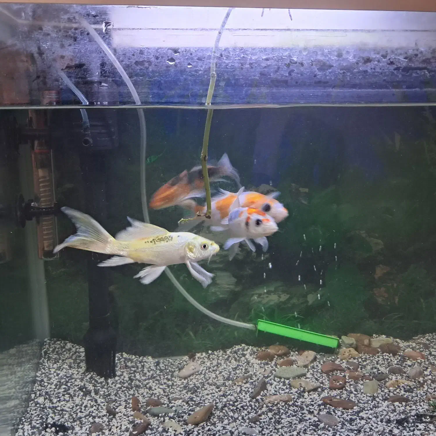 ماهی کوی|ماهی|اراک, |دیوار