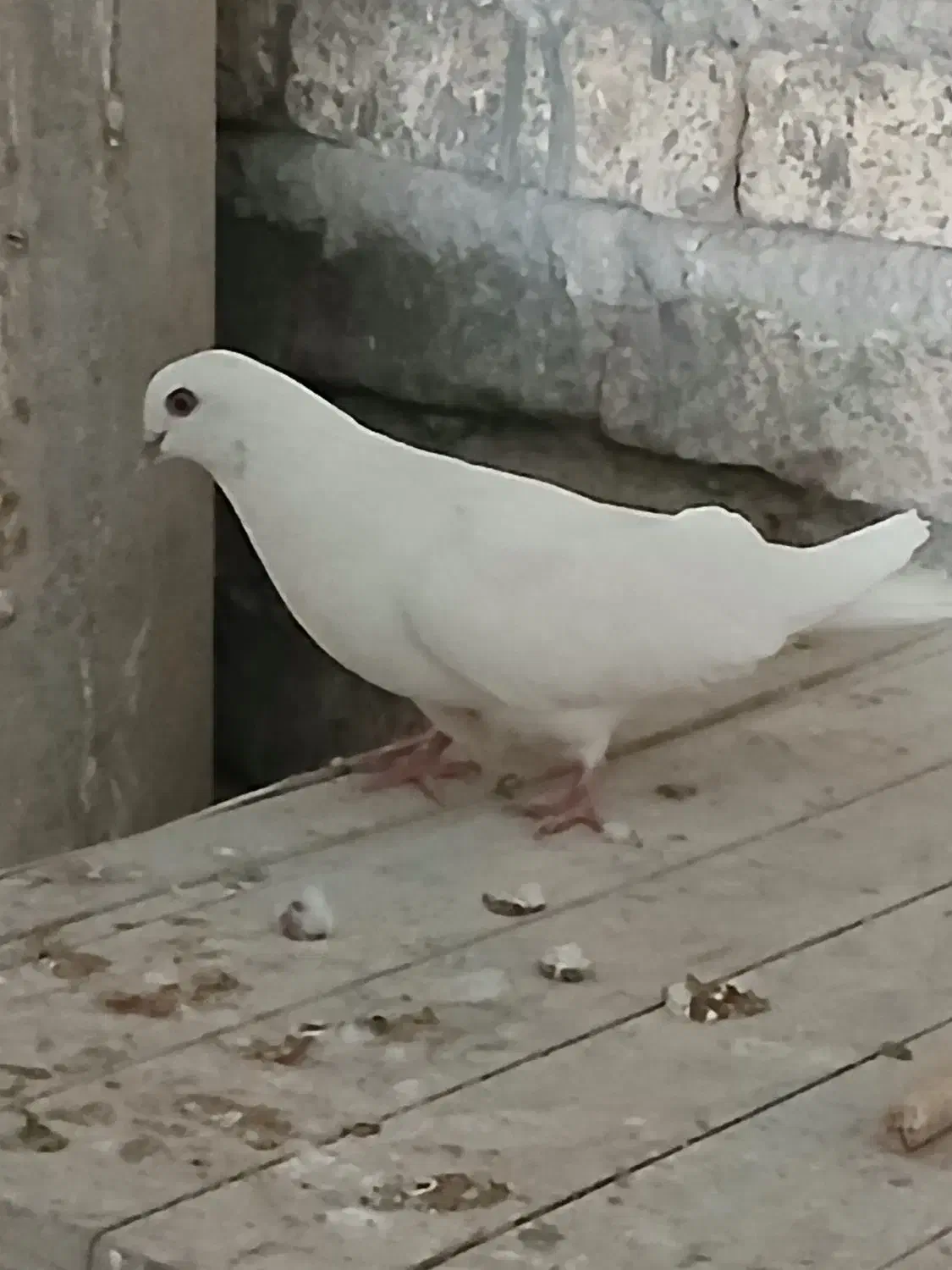 کبوتر پرشی ماده|پرنده|ابریشم, |دیوار