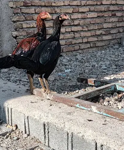 مرغ وخروس لاری اصیل نسل عالی|حیوانات مزرعه|مشگین شهر, |دیوار