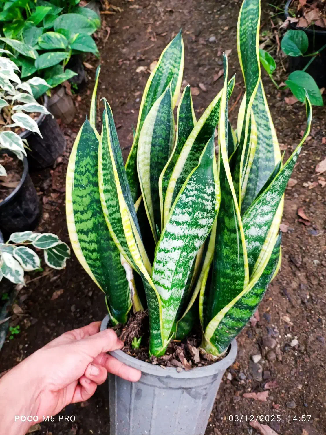 گل و گیاه|گل و گیاه طبیعی|شیرود, |دیوار