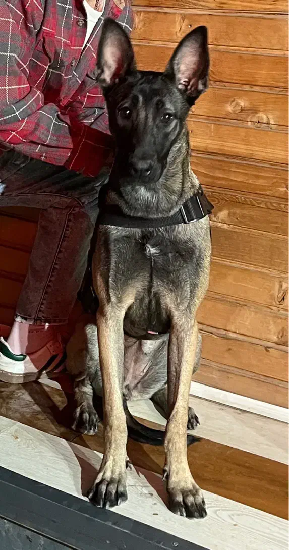 سگ پلیسی مالینویز گمشده|سگ|تربت جام, پاسداران|دیوار