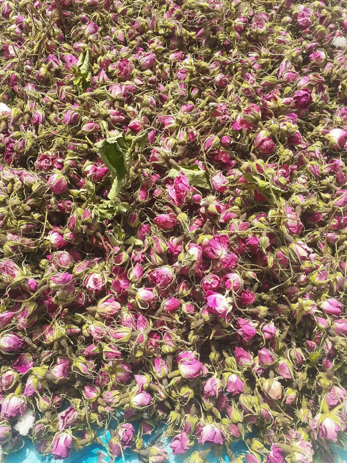 گل محمدی|خوردنی و آشامیدنی|شباب, |دیوار
