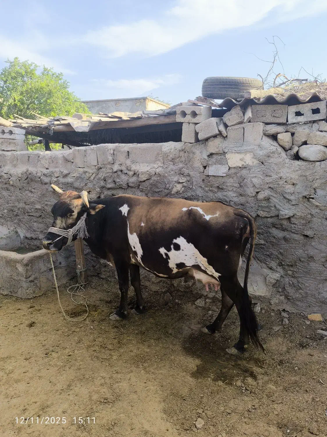 فروش گاو شیری با گوساله ی نر|حیوانات مزرعه|قشم, |دیوار
