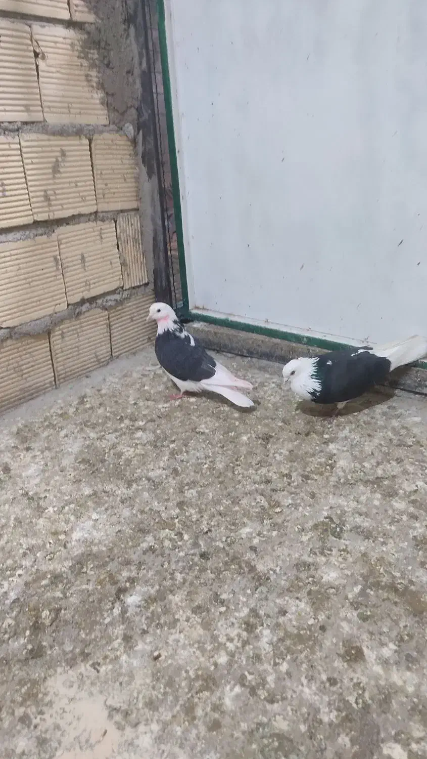 کبوتر گوره مهر|پرنده|کوهدشت, |دیوار