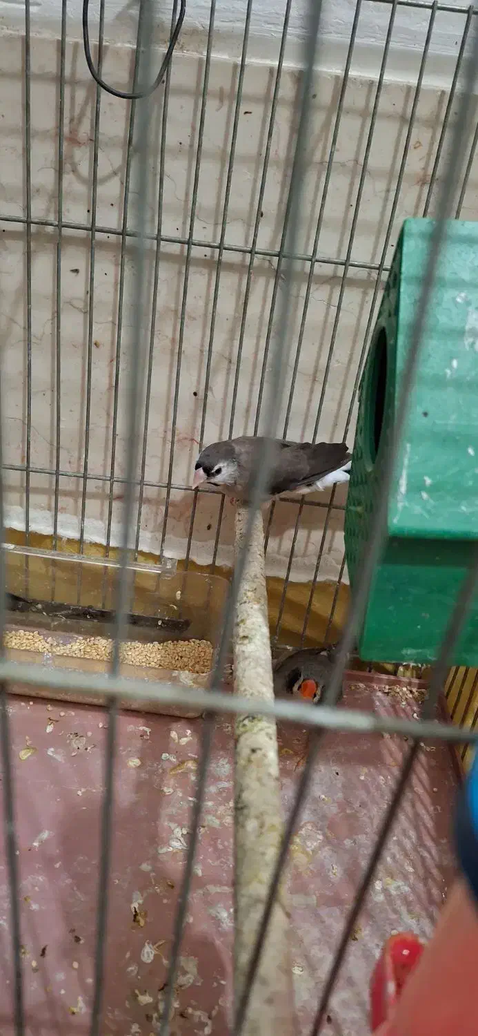 فنچ|پرنده|خمینیشهر, |دیوار