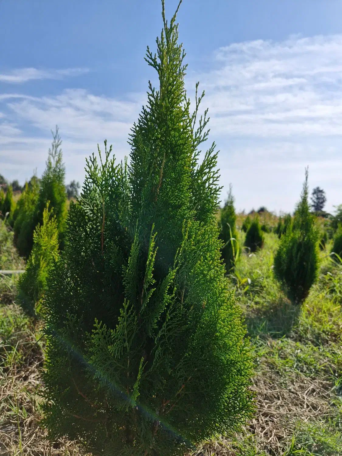 سرو خمره ای|گل و گیاه طبیعی|ساری, |دیوار