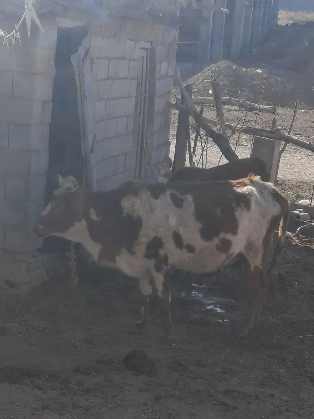 فروشی|حیوانات مزرعه|گلی داغ, |دیوار