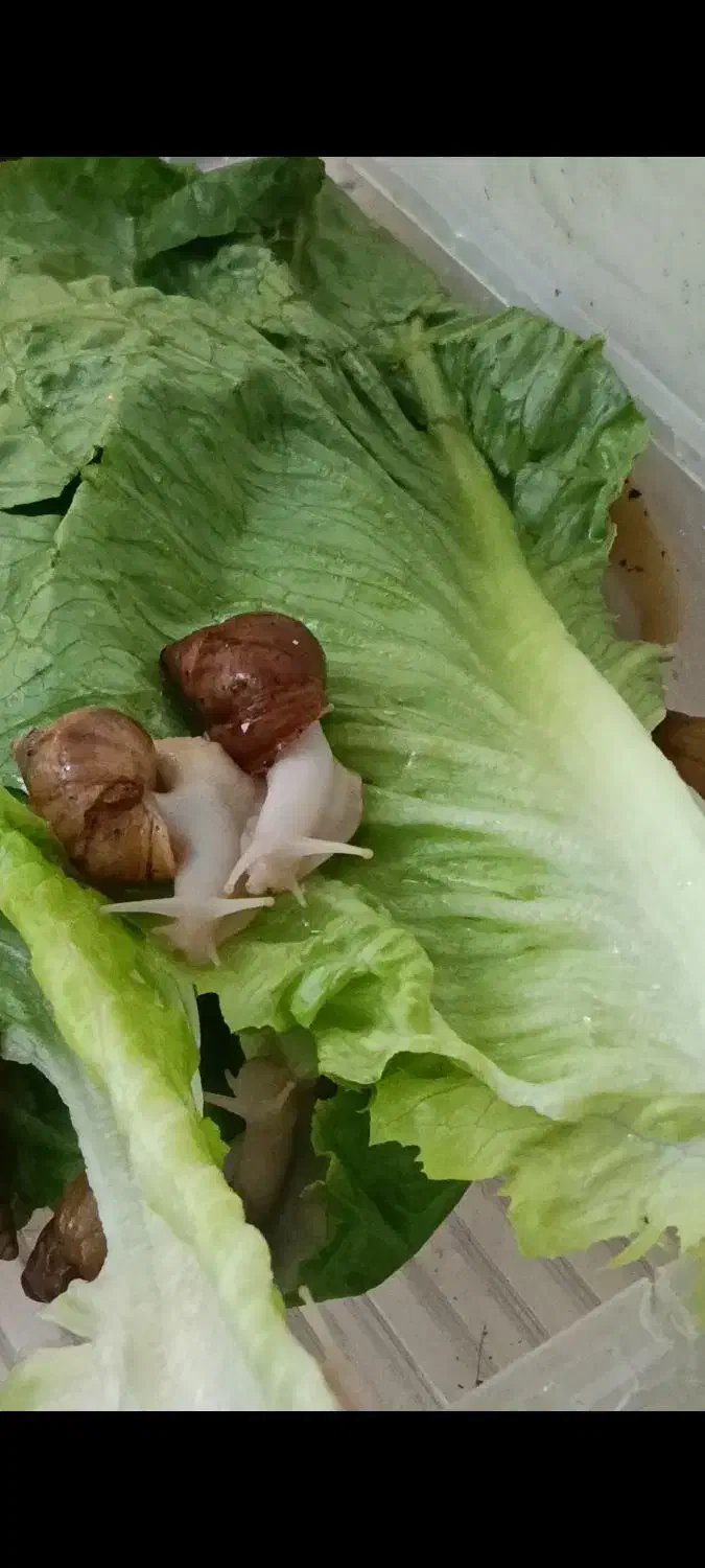 حلزون دومان|خزنده|تبریز, |دیوار