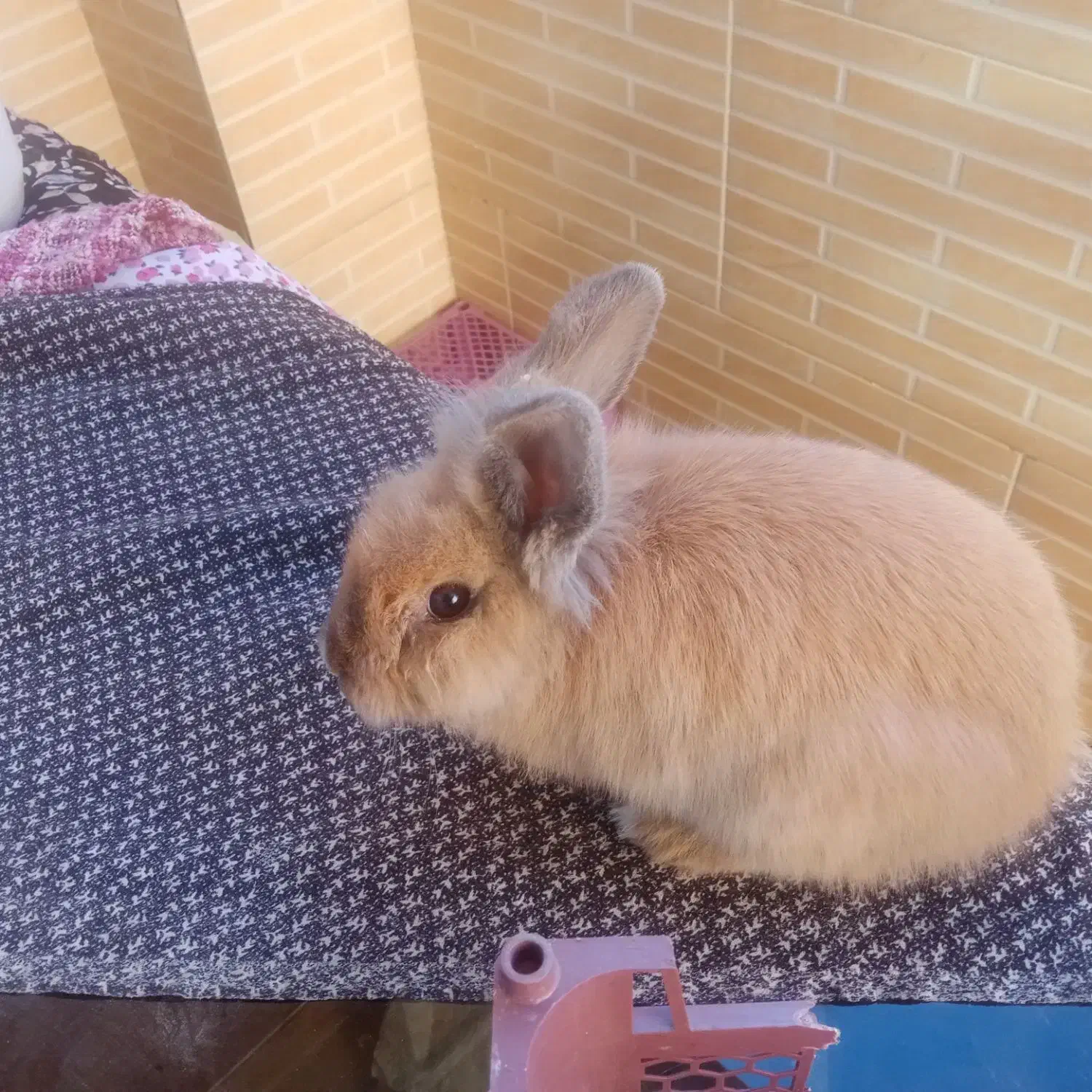 خرگوش لُپ|موش و خرگوش|فولادشهر, B2|دیوار