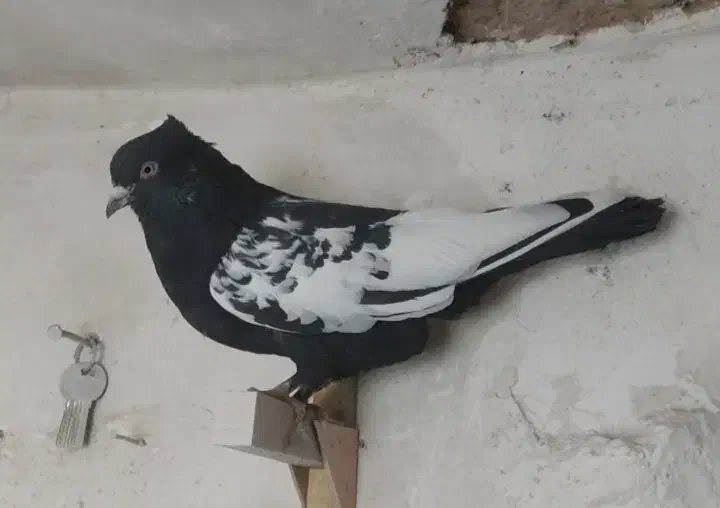 کفتر|پرنده|فسا, |دیوار