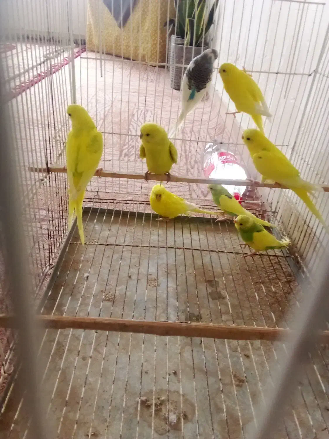 مرغ عشق و فنچ|پرنده|گنبد کاووس, |دیوار