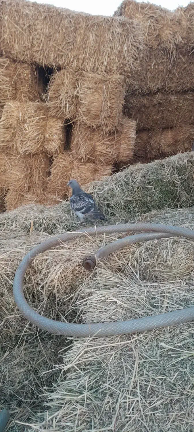 سبز پلاکی|پرنده|زبرخان, |دیوار