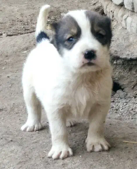 آلابای بااصالت نگهبان.. گله ای و..فی فقط سه|سگ|مشهد, ترمینال|دیوار