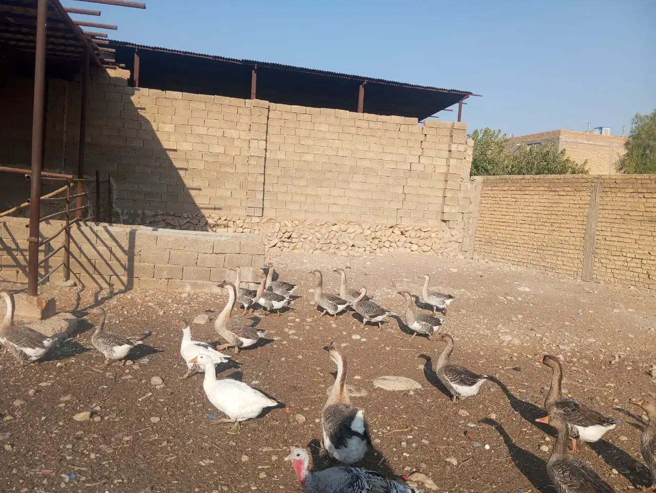 قو غاز و غاز|حیوانات مزرعه|شیراز, محمودآباد|دیوار