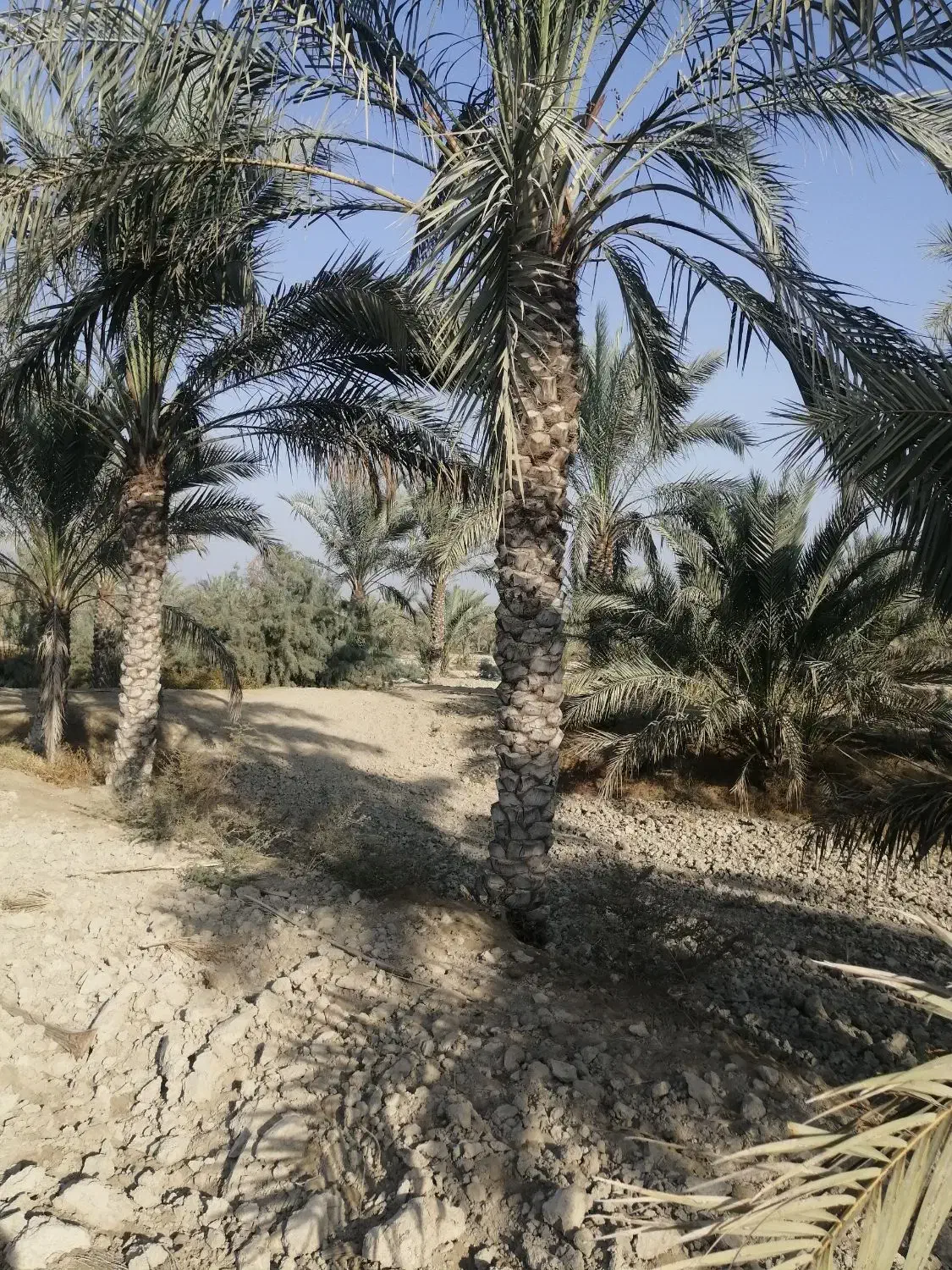 فروش نخل|گل و گیاه طبیعی|برازجان, |دیوار