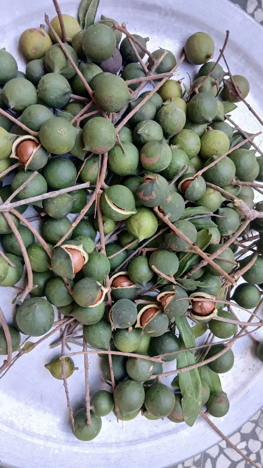 فروش محصول در مازنداران فریدونکنار قیمت توافقی|خوردنی و آشامیدنی|فریدونکنار, |دیوار