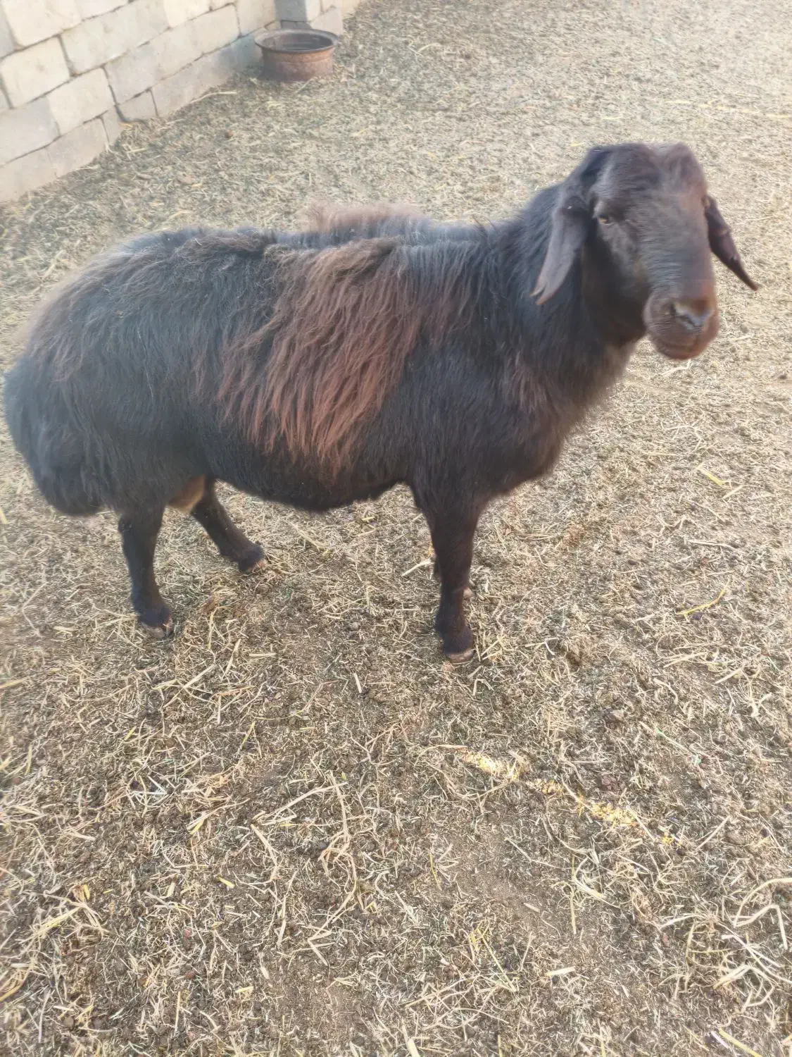 شیشک نر|حیوانات مزرعه|بسطام, |دیوار