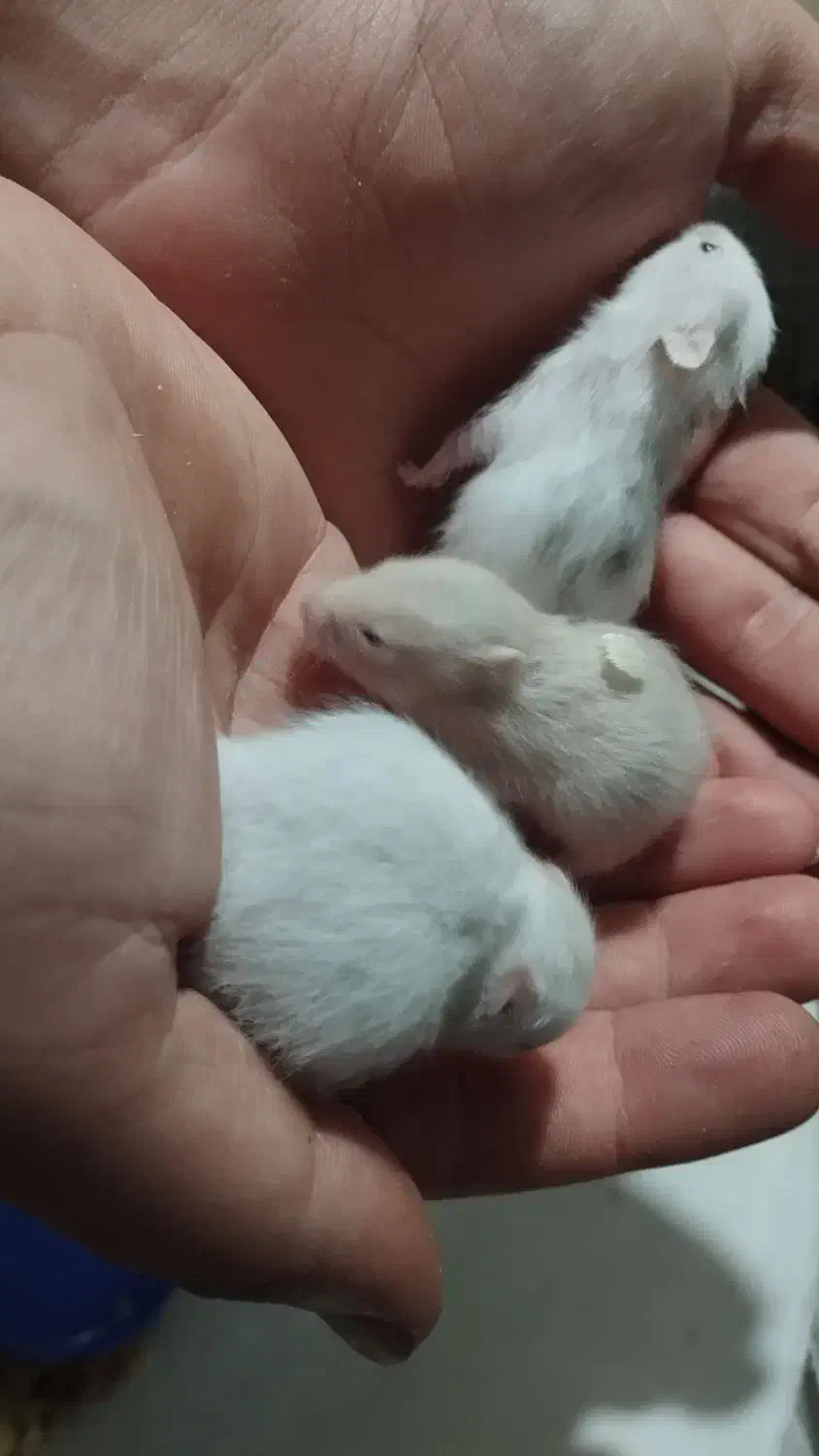 همستر های بازیگوش و سرحال|موش و خرگوش|رشت, یخسازی|دیوار