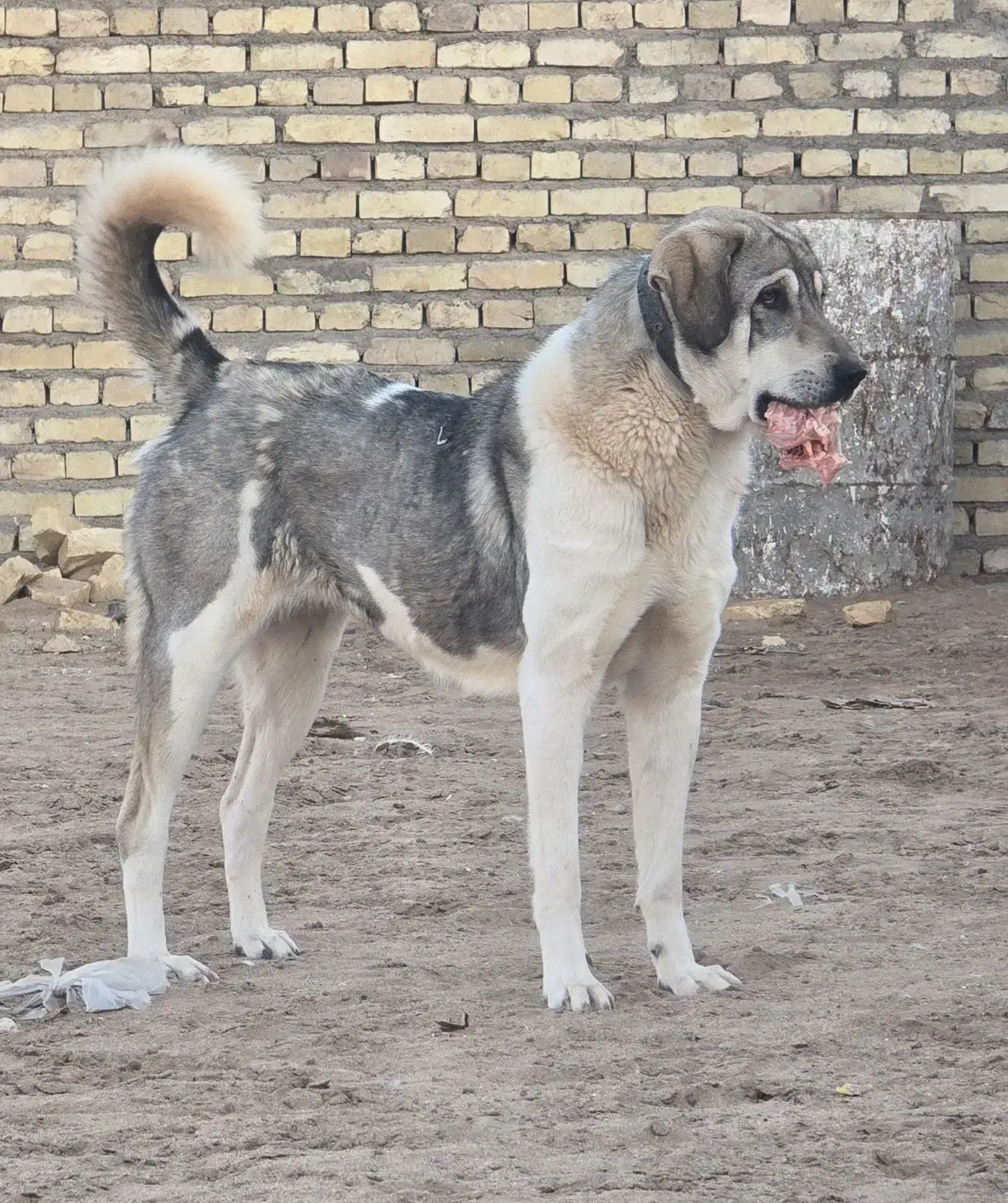 واگذاری سگ ماده پژدر ۱۹ ماهه|سگ|یزد, |دیوار