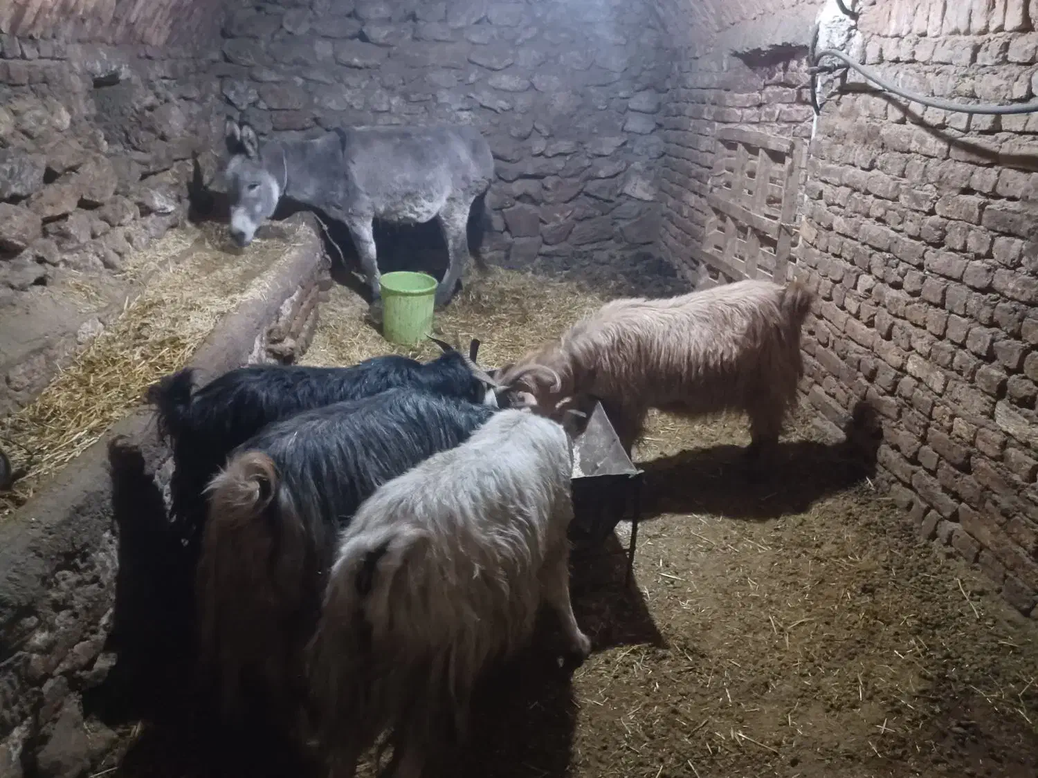 فروش الاغ گله ای و بز ابستن|حیوانات مزرعه|فریدونشهر, |دیوار