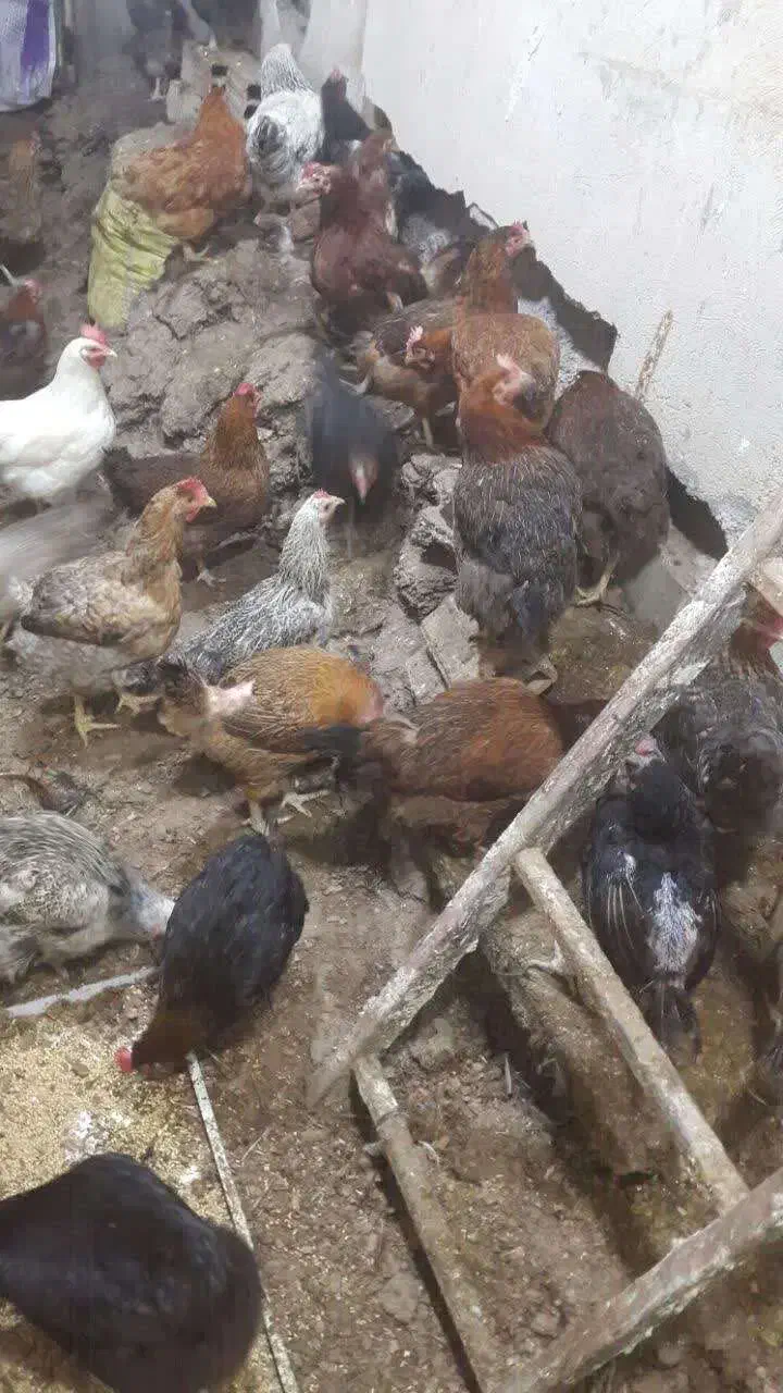 مرغ محلی|حیوانات مزرعه|جلفا, |دیوار