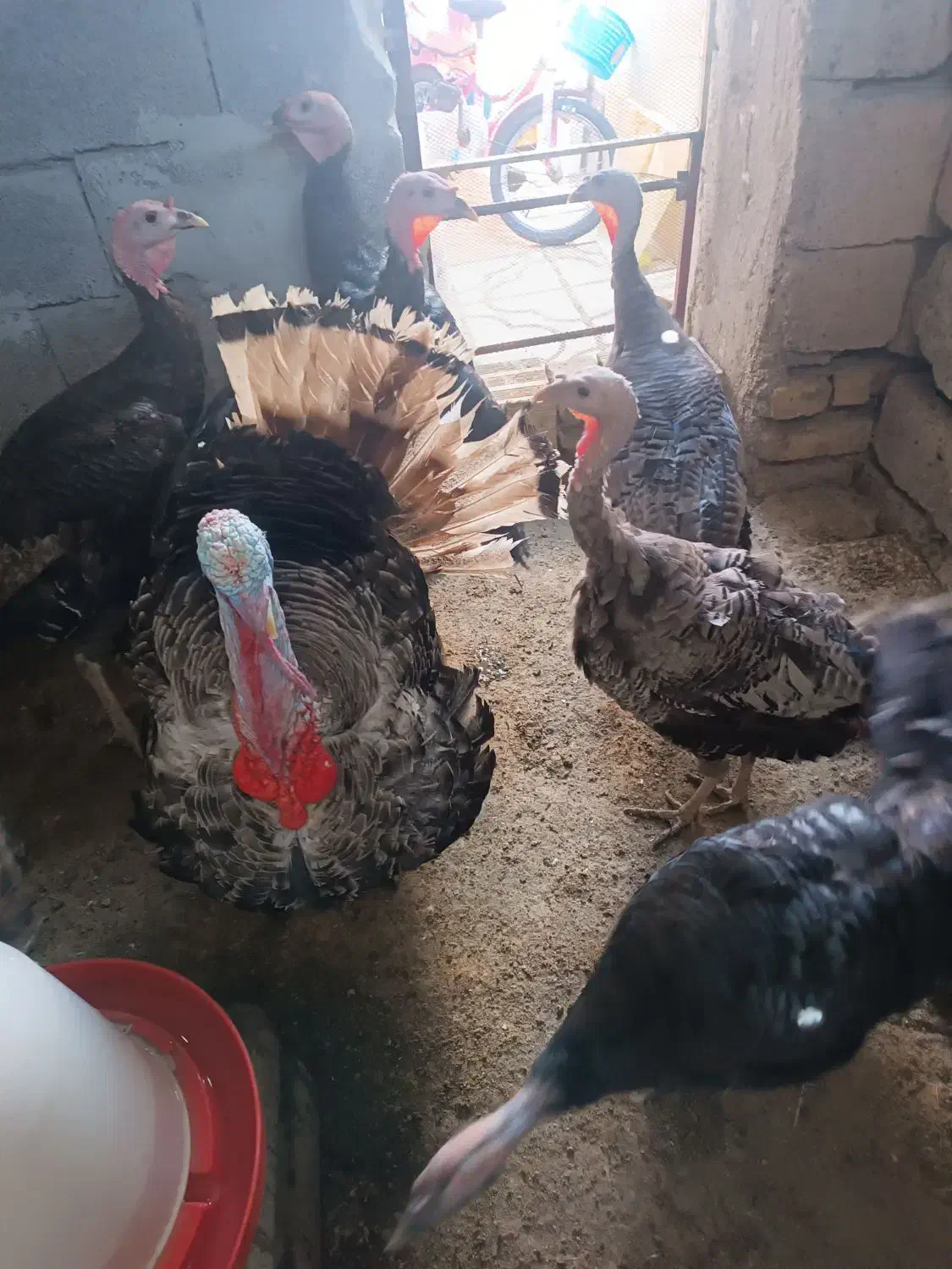 بوقلمون نروماده نه الا یازده ماهه|حیوانات مزرعه|میانه, |دیوار