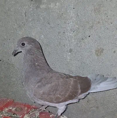کبوتر|پرنده|هامون, |دیوار