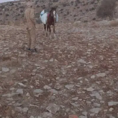 اسب|اسب و تجهیزات اسب‌سواری|یاسوج, |دیوار