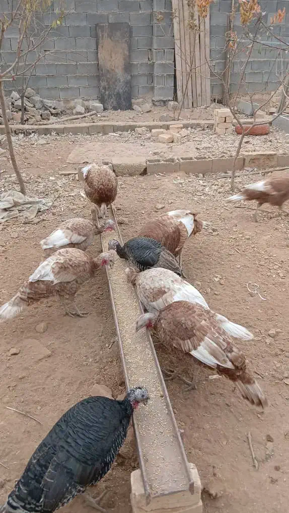 بوقلمون محلی تخم گذار|حیوانات مزرعه|شیراز, قلات|دیوار