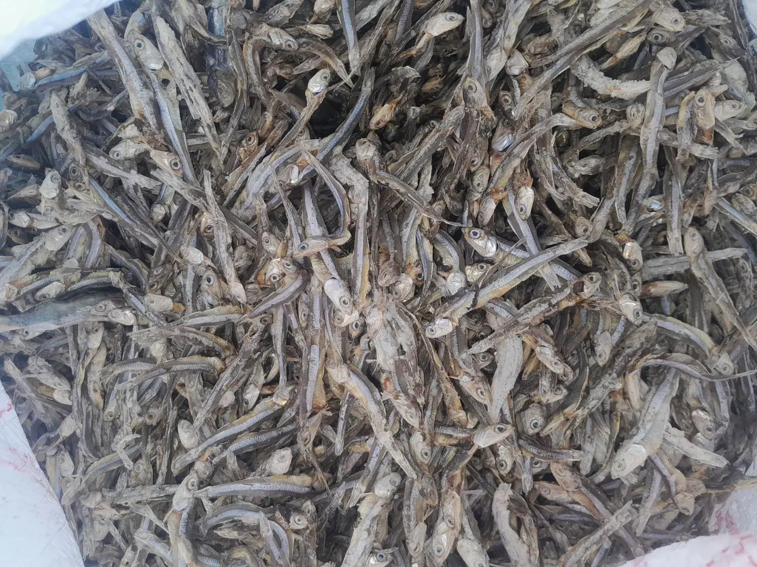 خرید تناژبالاماهی خشک درجه ۱ وفروش درجه ۲|ماهی|قشم, |دیوار