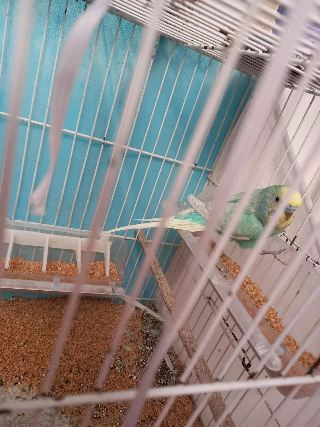 مرغ عشق نر|پرنده|آیسک, |دیوار