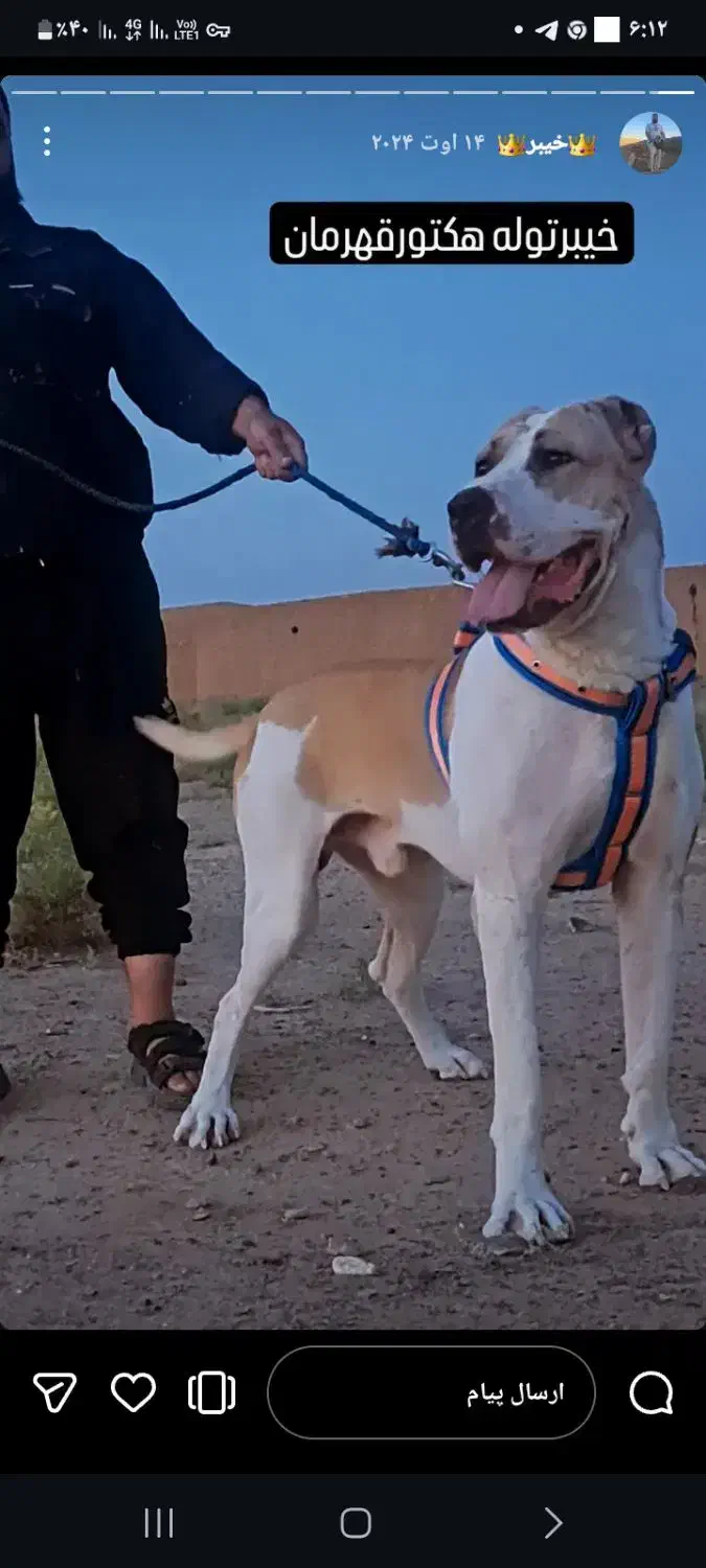 توله سگ|سگ|تربت جام, میرقوام الدین|دیوار