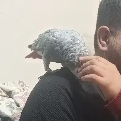 کاسکو اهلی وسخنگو|پرنده|تبریز, |دیوار