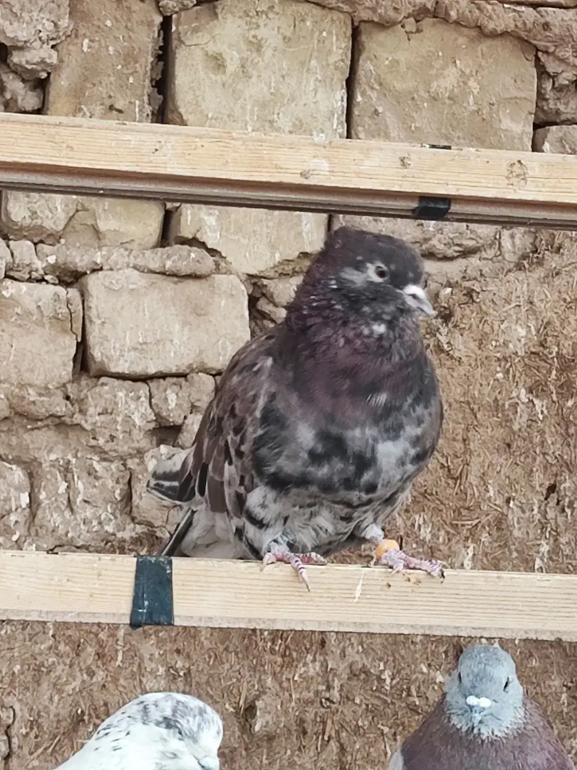 کفترپرشی ساعت سنگین|پرنده|یزد, |دیوار