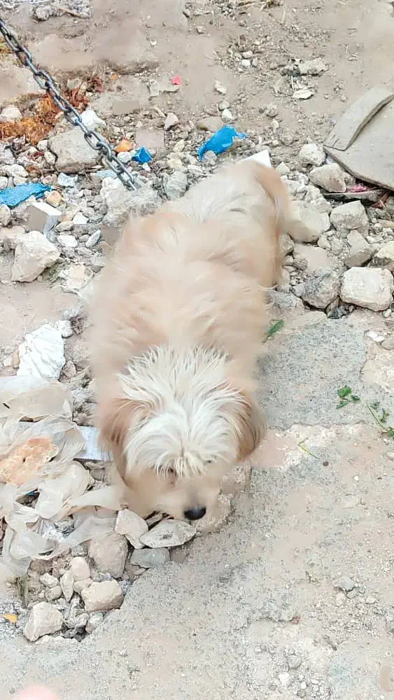 واگذاری|سگ|شیراز, بید زرد|دیوار