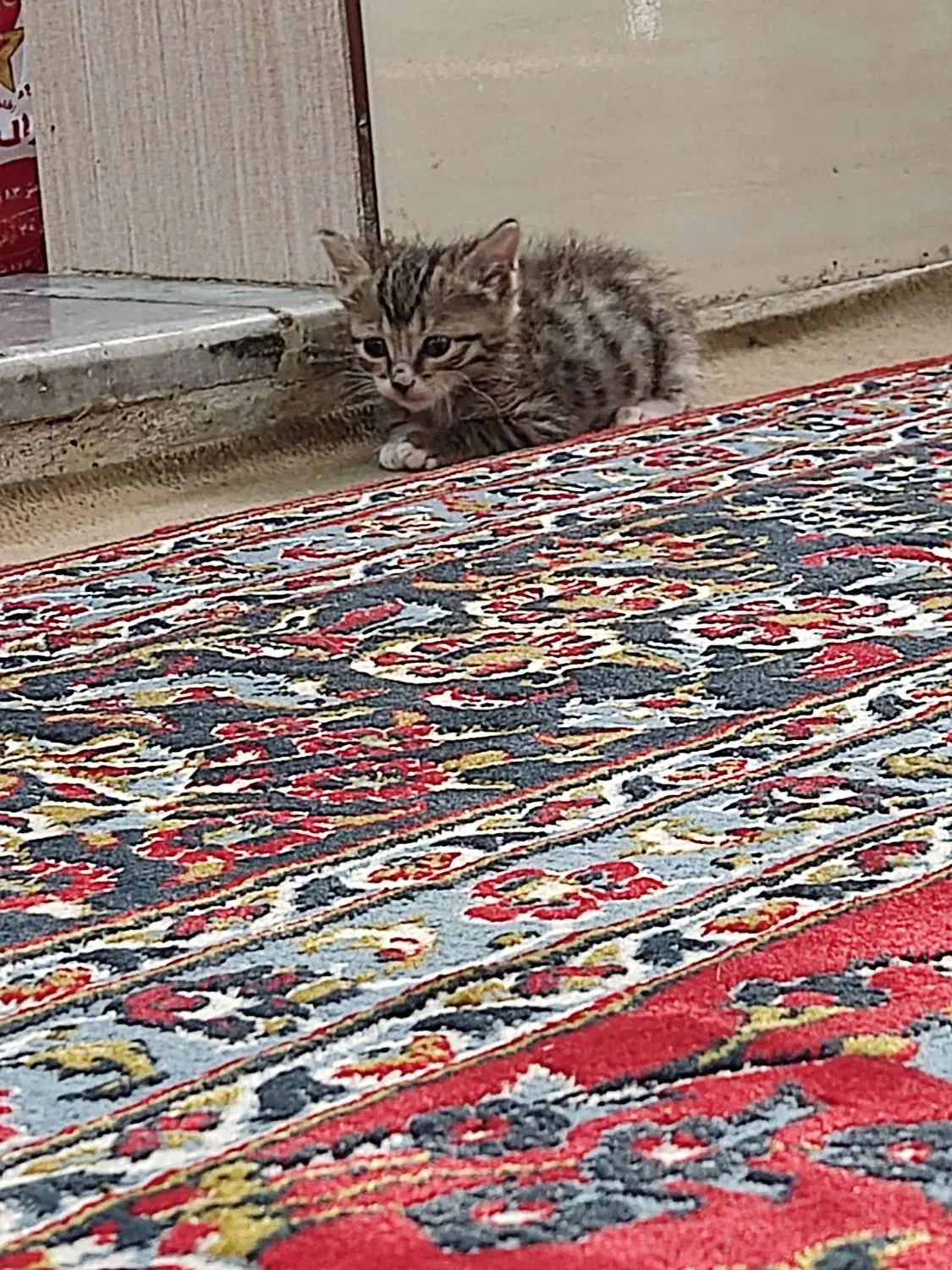 ...|گربه|قم, چهار مردان|دیوار