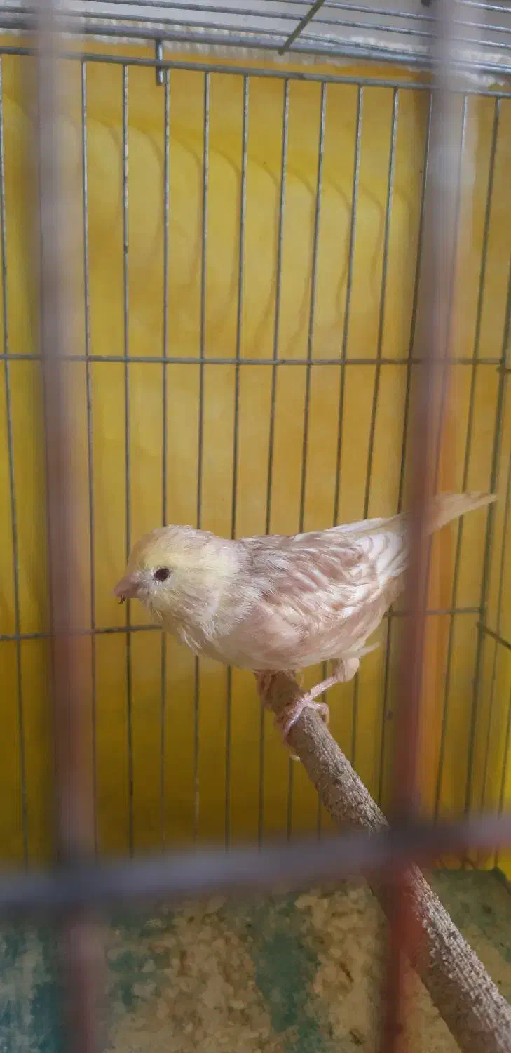 قناری نر|پرنده|ایلام, |دیوار