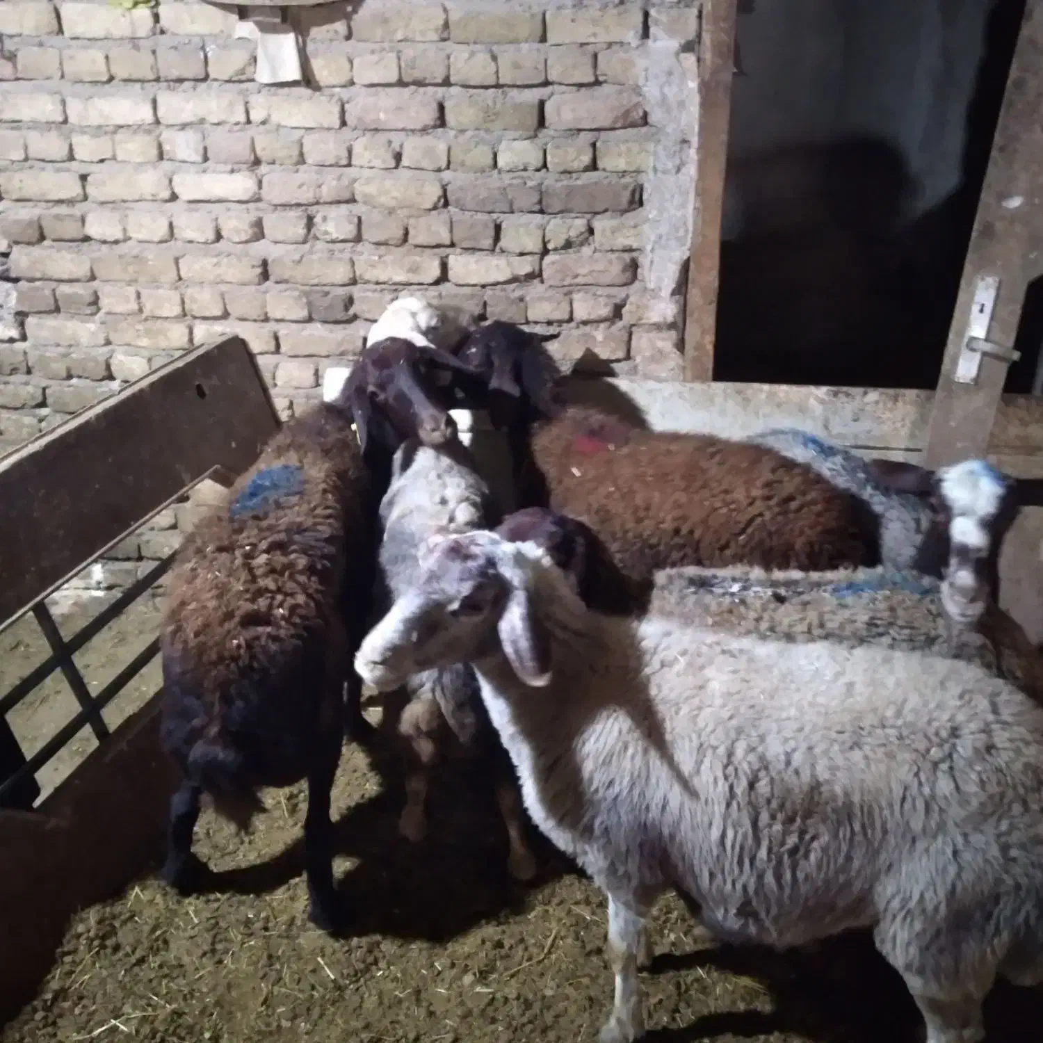 ۵ راس میش جوان درجه یک جفتی|حیوانات مزرعه|بروجرد, |دیوار