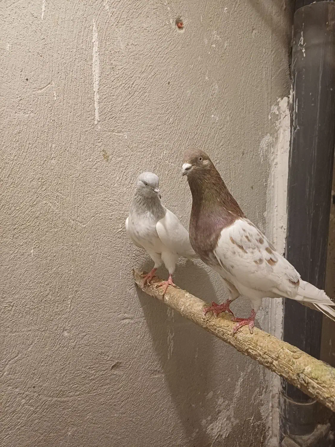 معاوضه با قناری عروس هلندی|پرنده|اندیشه, اندیشه فاز ۱|دیوار