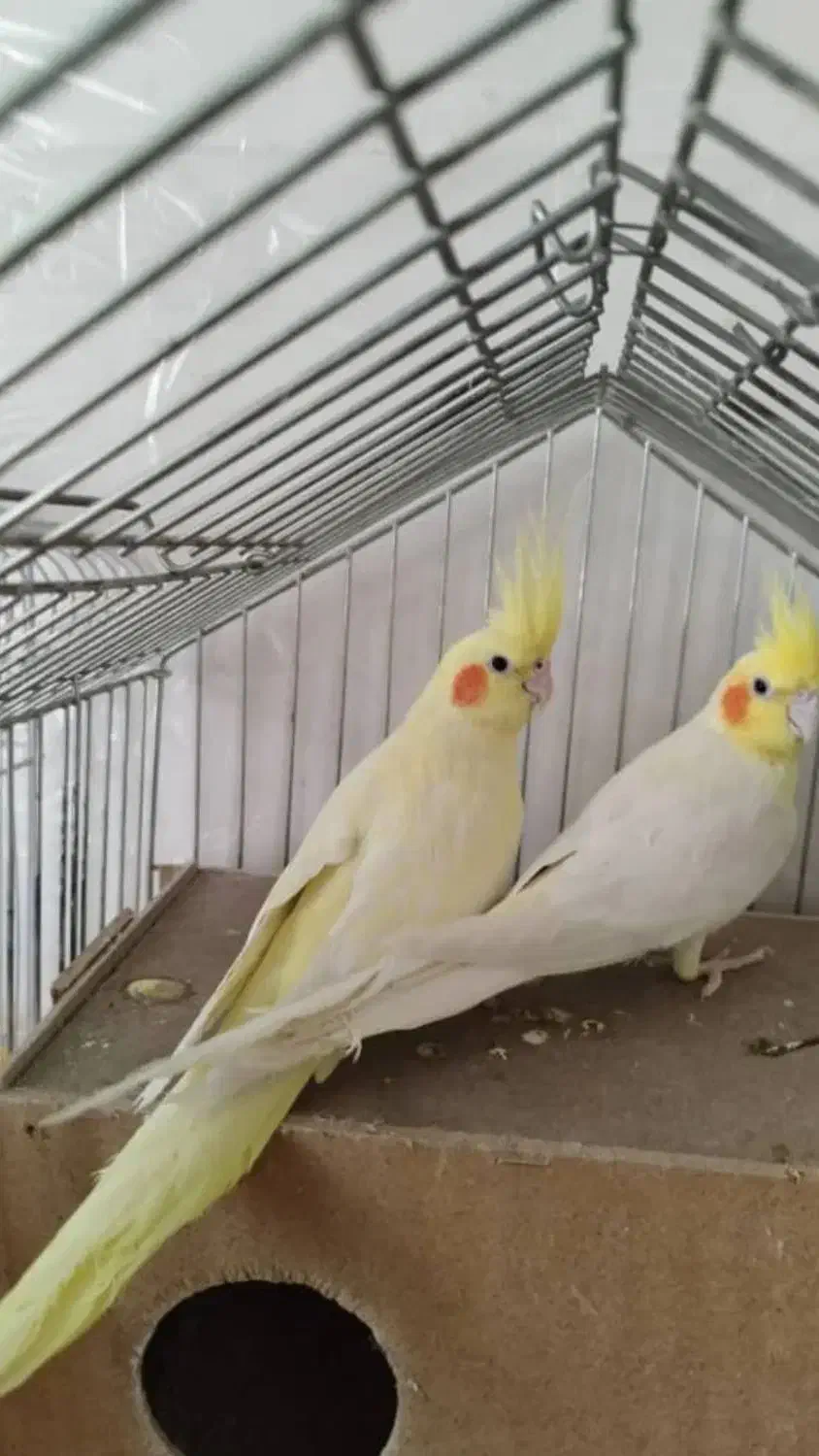 پرنده سرای امازون|پرنده|فولادشهر, سایت صنعتی کاوه|دیوار