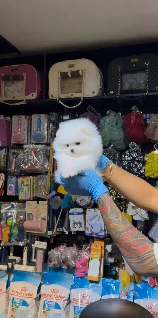 سگ پامرین خرسی و پودل|سگ|اصفهان, آهنگران|دیوار