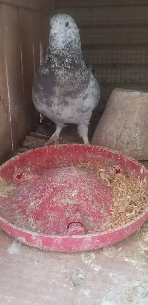 کبوتر نر  سرور|پرنده|اصفهان, گلزار|دیوار