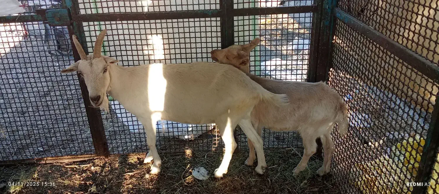 فروشی|حیوانات مزرعه|فریمان, |دیوار