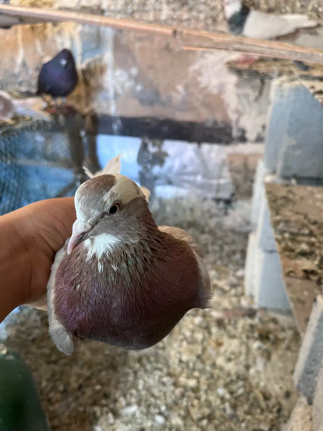 کبوتر|پرنده|اشنویه, |دیوار