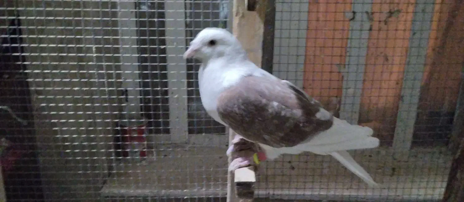 تعدادی کبوتر گرفتنی|پرنده|شیراز, کرونی(خاتونک)|دیوار