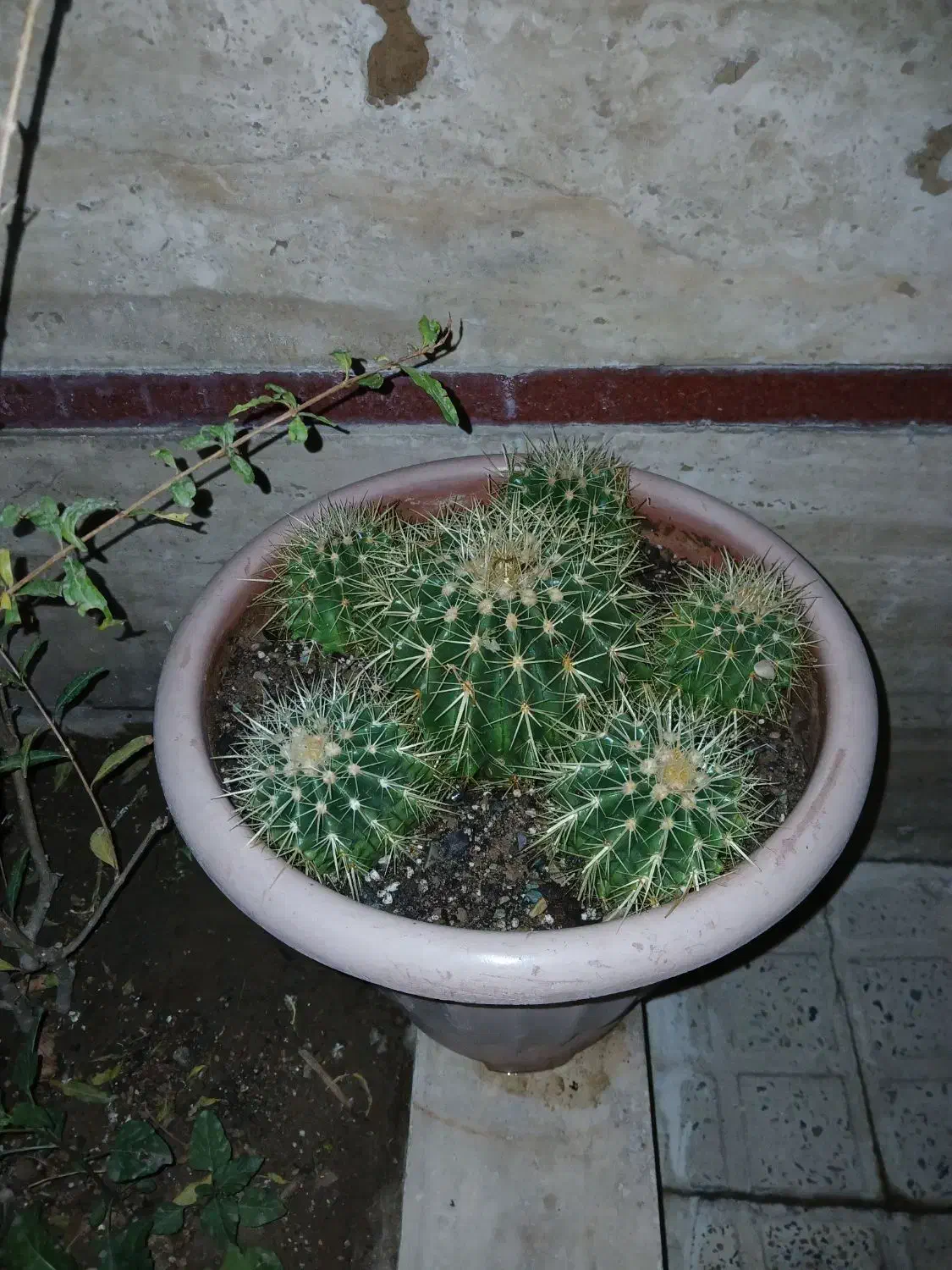 کاکتوس اچینو|عمده‌فروشی|قرچک, مهدیه|دیوار