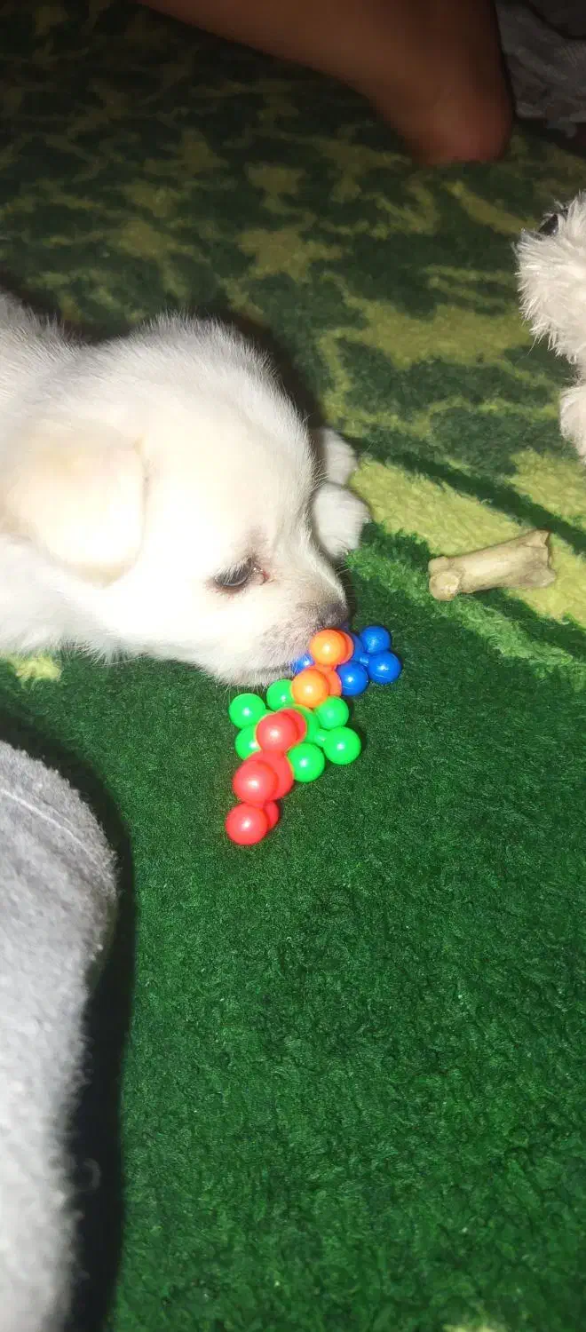 سگ پامر|سگ|کرمان, |دیوار